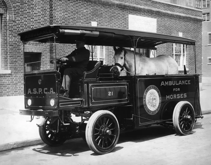 Framed Print : Horse Ambulance Framed Print : Horse Ambulance