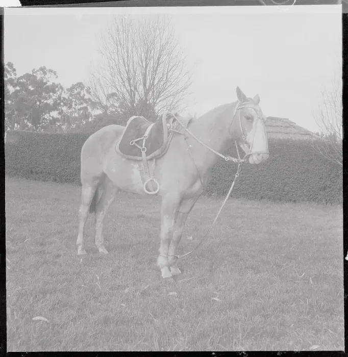 Framed Print : Horse Belonging to Gaucho Framed Print : Horse Belonging to Gaucho