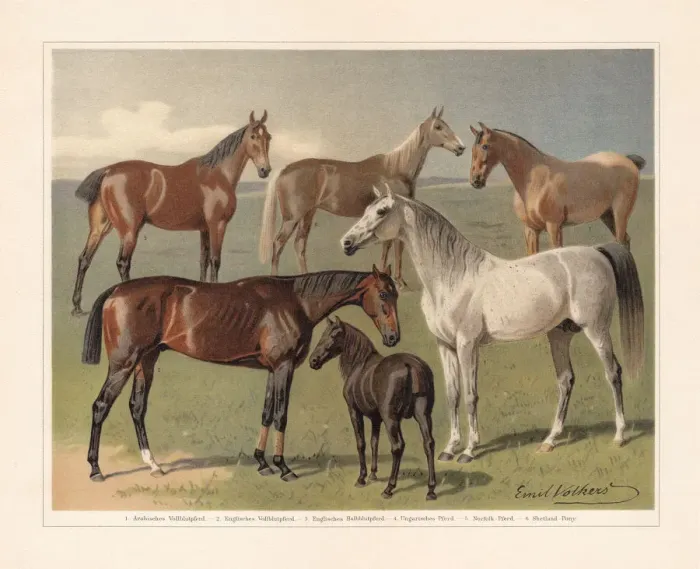 Framed Print : Horse breeds, chromolithograph, published in 1897 Framed Print : Horse breeds, chromolithograph, published in 1897