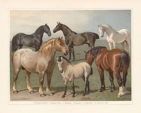 Horse breeds, chromolithograph, published in 1897