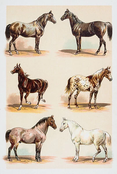 Horse breeds engraving 1882