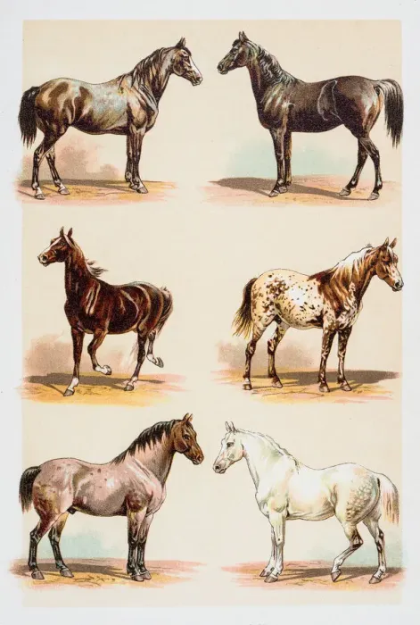 Framed Print : Horse breeds engraving 1882 Framed Print : Horse breeds engraving 1882