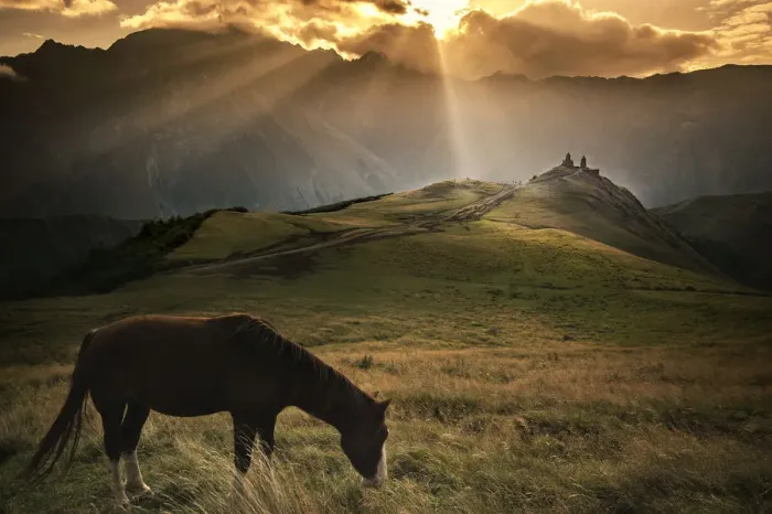 Framed Print : A Horse in Caucasus Mountains at morning Framed Print : A Horse in Caucasus Mountains at morning