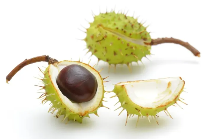 Framed Print : Horse chestnut (Aesculus hippocastanum) Framed Print : Horse chestnut (Aesculus hippocastanum)