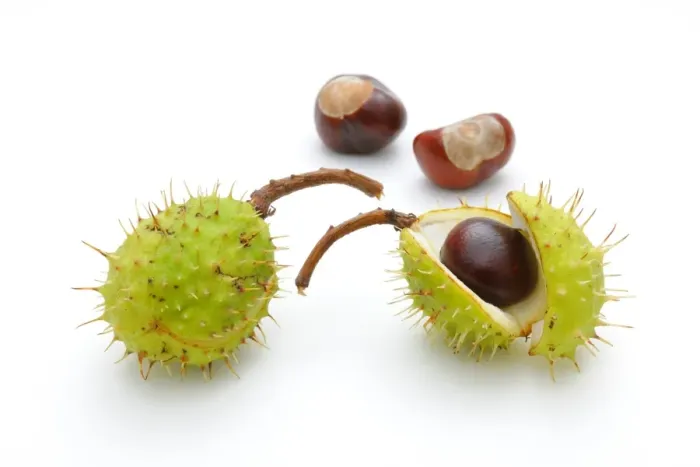 Framed Print : Horse chestnut (Aesculus hippocastanum)