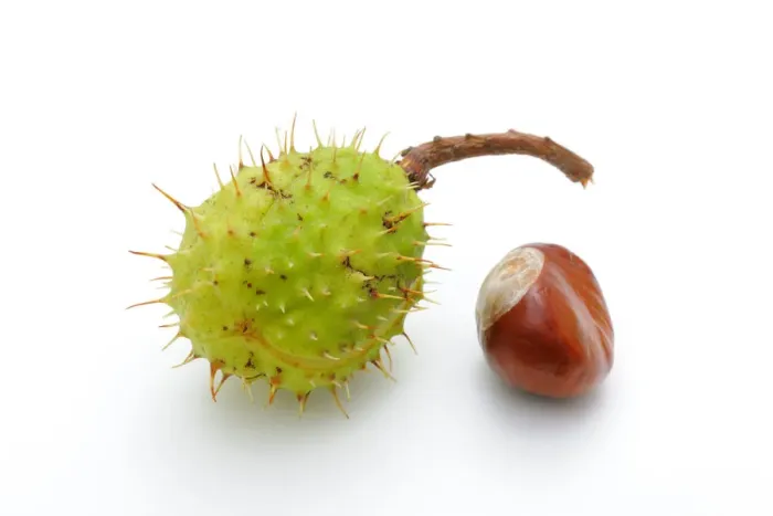 Framed Print : Horse chestnut (Aesculus hippocastanum) Framed Print : Horse chestnut (Aesculus hippocastanum)