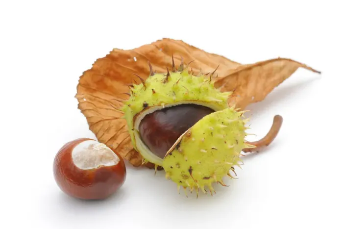 Framed Print : Horse-chestnut (Aesculus hippocastanum) Framed Print : Horse-chestnut (Aesculus hippocastanum)