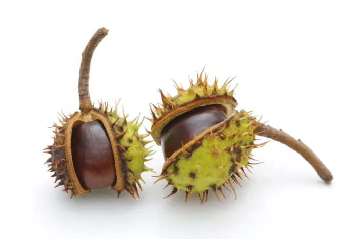 Framed Print : Horse-chestnut (Aesculus hippocastanum) Framed Print : Horse-chestnut (Aesculus hippocastanum)