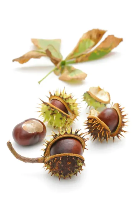 Framed Print : Horse-chestnut (Aesculus hippocastanum) Framed Print : Horse-chestnut (Aesculus hippocastanum)