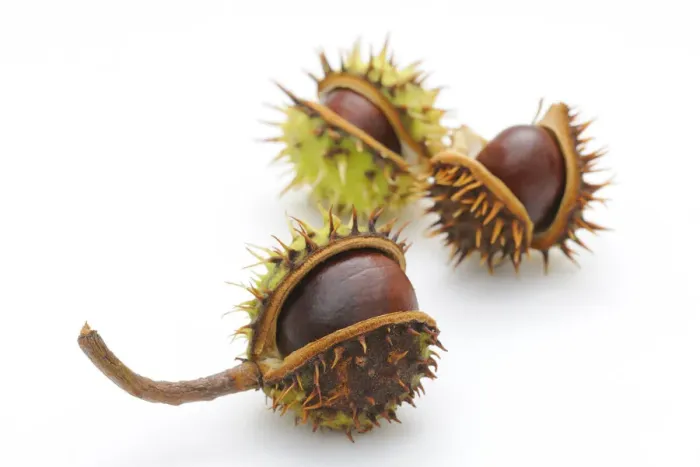 Framed Print : Horse-chestnut (Aesculus hippocastanum)