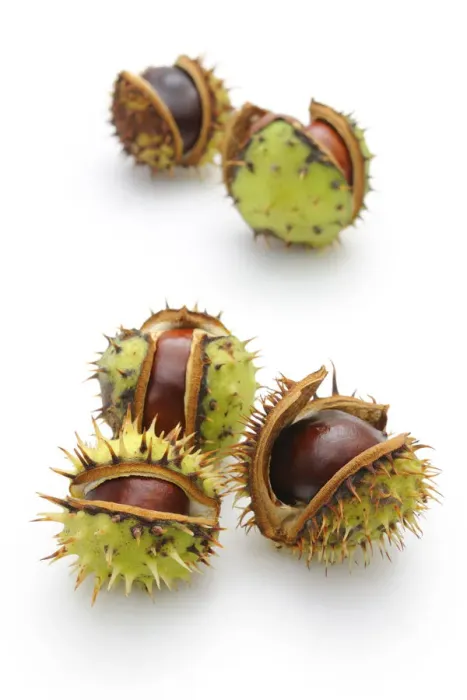Framed Print : Horse-chestnut (Aesculus hippocastanum)