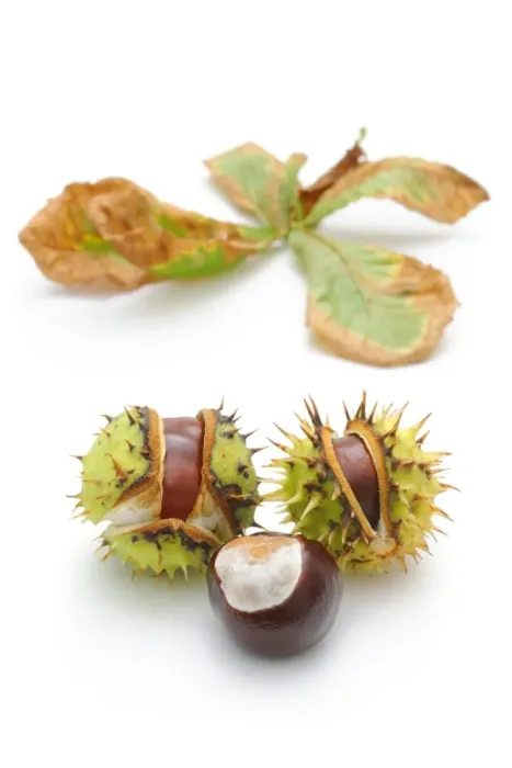 Framed Print : Horse-chestnut (Aesculus hippocastanum) Framed Print : Horse-chestnut (Aesculus hippocastanum)