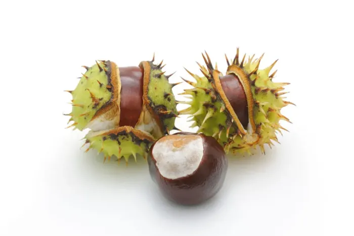 Framed Print : Horse-chestnut (Aesculus hippocastanum) Framed Print : Horse-chestnut (Aesculus hippocastanum)
