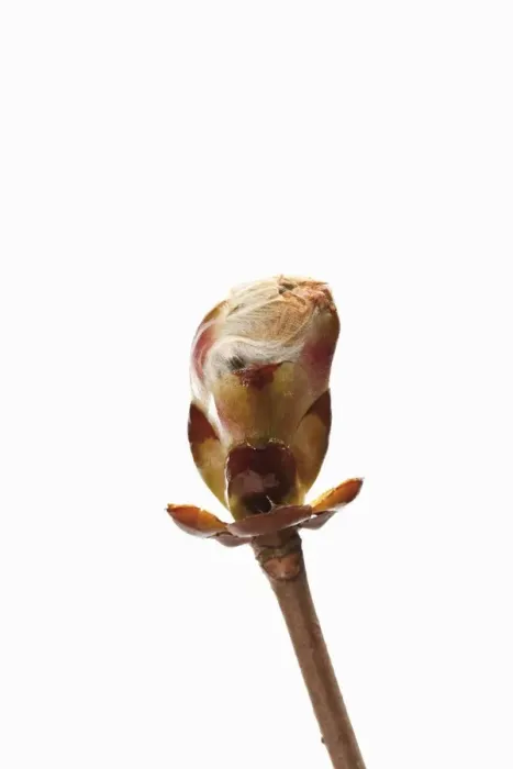 Framed Print : Horse chestnut (Aesculus hippocastanum) bud Framed Print : Horse chestnut (Aesculus hippocastanum) bud