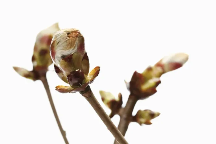 Framed Print : Horse chestnut (Aesculus hippocastanum) buds Framed Print : Horse chestnut (Aesculus hippocastanum) buds