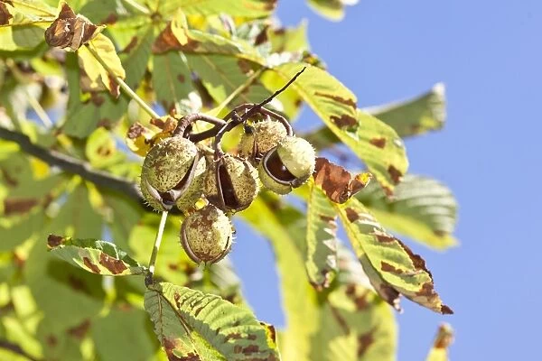 Horse Chestnuts or Conkers (Aesculus hippocastanum) with chestnut leaves, seeds and capsules on a tree