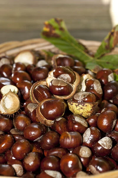 Horse Chestnuts or Conkers (Aesculus hippocastanum) with chestnut leaves, seeds and capsules in a wicker basket