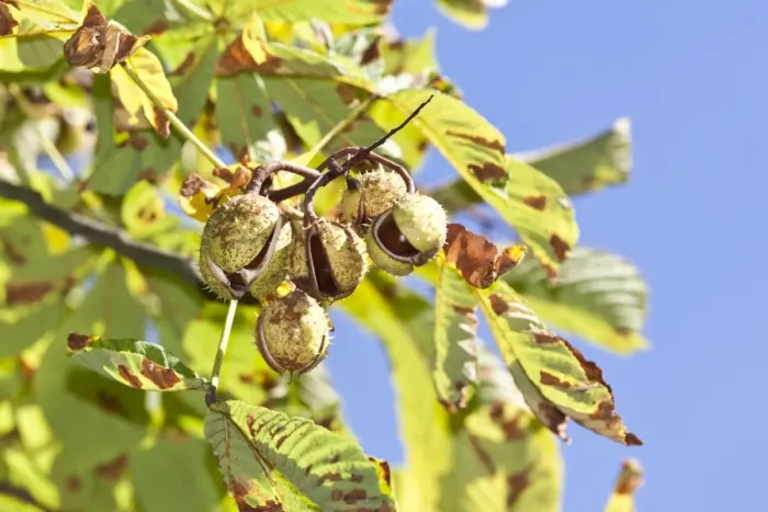 Framed Print : Horse Chestnuts or Conkers (Aesculus hippocastanum) with chestnut leaves, seeds and capsules on a tree Framed Print : Horse Chestnuts or Conkers (Aesculus hippocastanum) with chestnut leaves, seeds and capsules on a tree