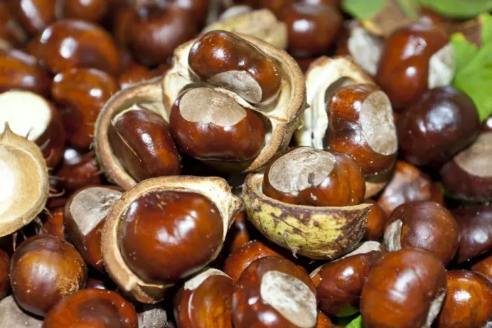 Framed Print : Horse Chestnuts or Conkers (Aesculus hippocastanum) with chestnut leaves, seeds and capsules Framed Print : Horse Chestnuts or Conkers (Aesculus hippocastanum) with chestnut leaves, seeds and capsules