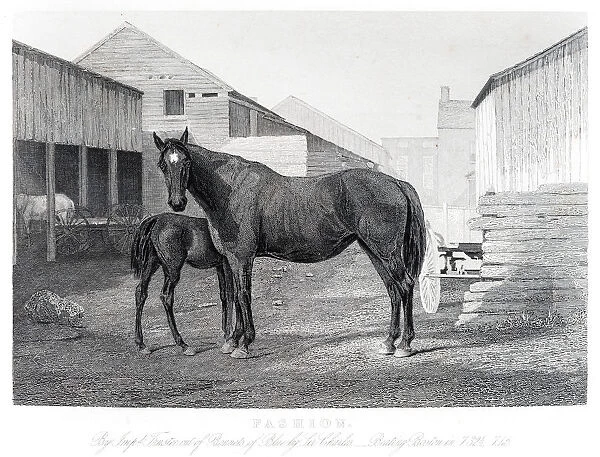 Horse and colt engraving 1857