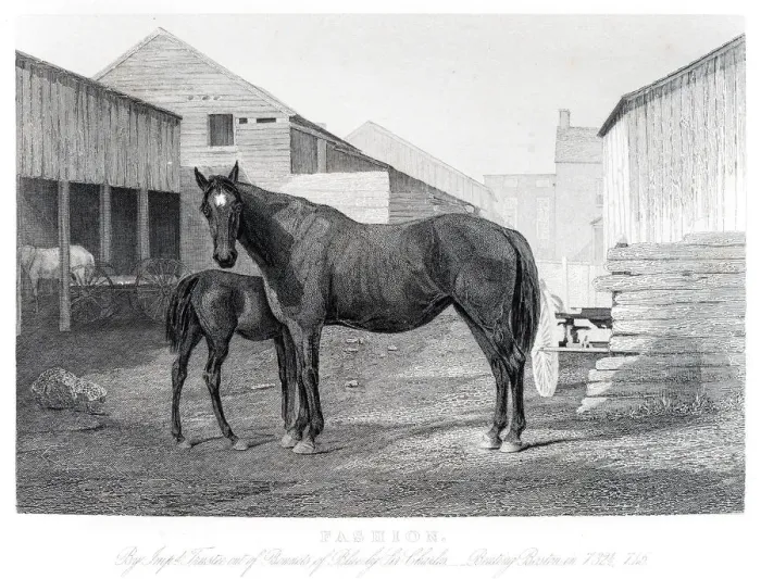 Framed Print : Horse and colt engraving 1857 Framed Print : Horse and colt engraving 1857
