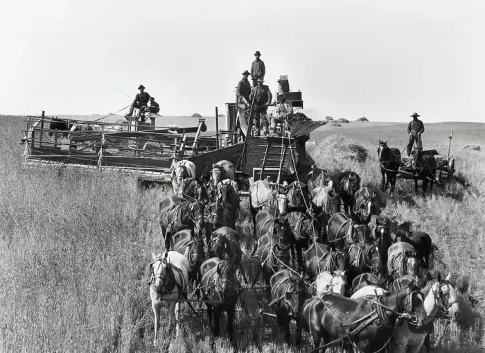 Framed Print : Horse-Drawn Harvestor; 30 Horses, Wheat Framed Print : Horse-Drawn Harvestor; 30 Horses, Wheat