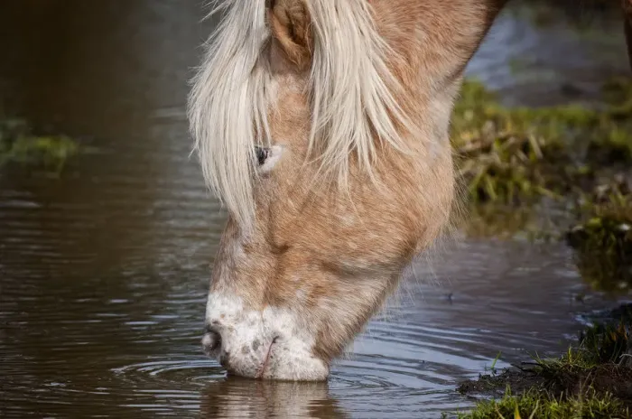 Framed Print : Horse Drinking Framed Print : Horse Drinking