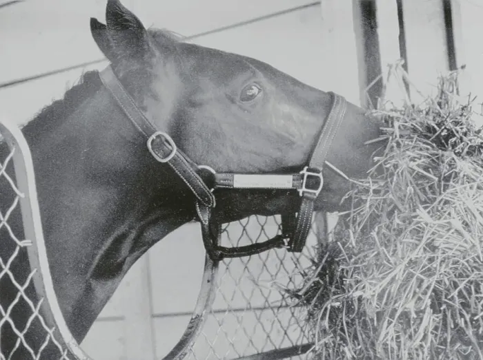 Framed Print : Horse Eating Alfalfa Framed Print : Horse Eating Alfalfa