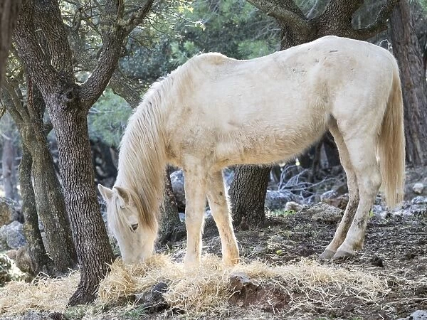 Horse eating under a forest of oaks