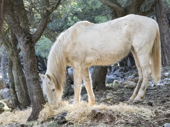 Framed Print : Horse eating under a forest of oaks Framed Print : Horse eating under a forest of oaks