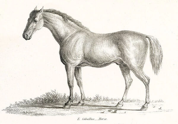 Horse engraving 1803