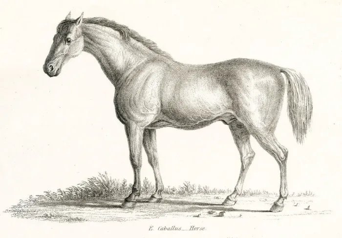 Framed Print : Horse engraving 1803 Framed Print : Horse engraving 1803