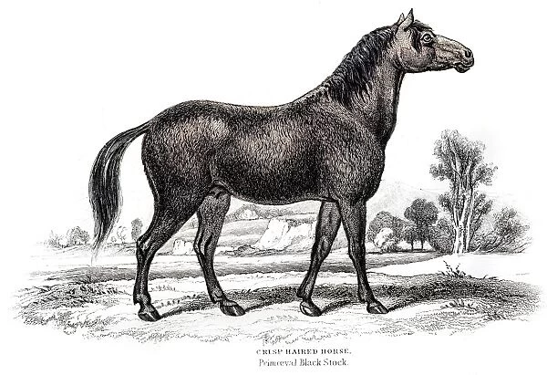 Horse Engraving 1841