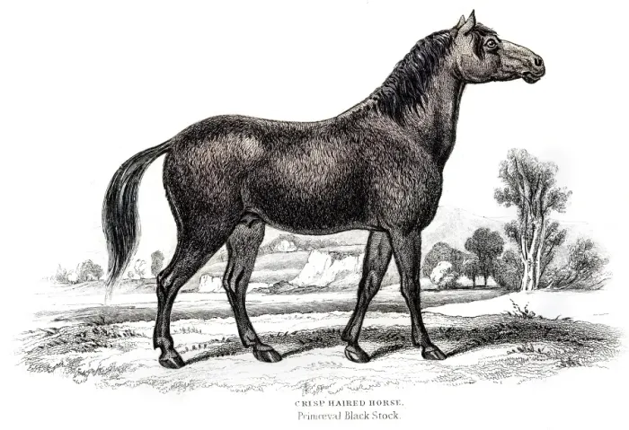 Framed Print : Horse Engraving 1841 Framed Print : Horse Engraving 1841