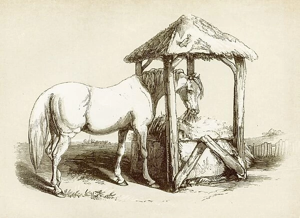 Horse engraving 1851
