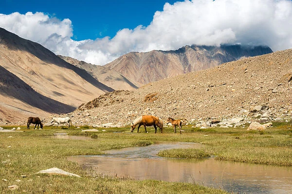 Horse family landscape in ladakh