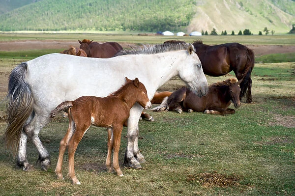 Horse family at Orkhon Valley in centreal Mongolia