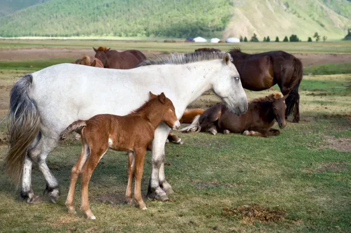 Framed Print : Horse family at Orkhon Valley in centreal Mongolia Framed Print : Horse family at Orkhon Valley in centreal Mongolia
