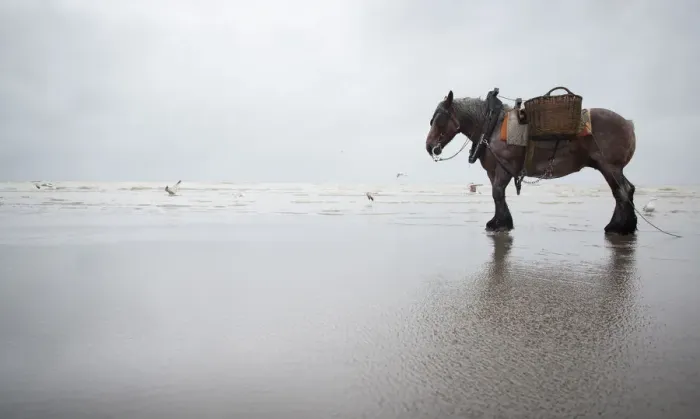 Framed Print : Horse fishing at the belgian seaside Framed Print : Horse fishing at the belgian seaside
