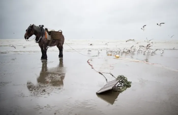 Framed Print : Horse fishing at the belgian seaside Framed Print : Horse fishing at the belgian seaside