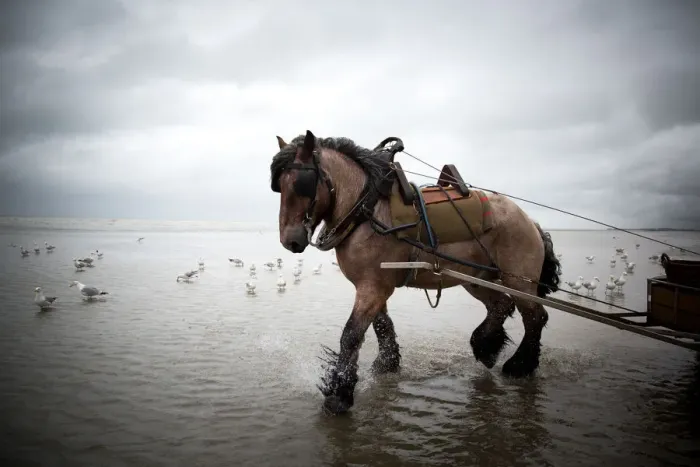 Framed Print : Horse fishing at the belgian seaside Framed Print : Horse fishing at the belgian seaside
