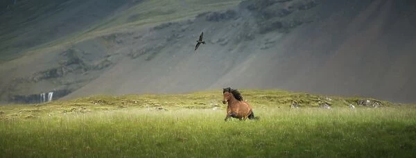 a horse galloping with a hawk on a field