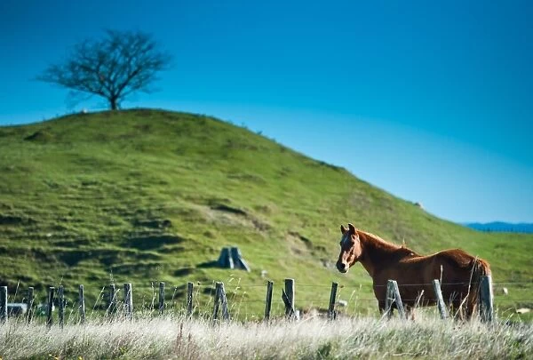 Horse and grass field
