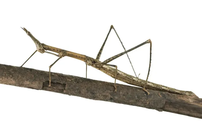 Framed Print : Horse Head Grasshopper -Pseudoproscopia latirostris-, Tambopata Nature Reserve, Madre de Dios Region, Peru Framed Print : Horse Head Grasshopper -Pseudoproscopia latirostris-, Tambopata Nature Reserve, Madre de Dios Region, Peru