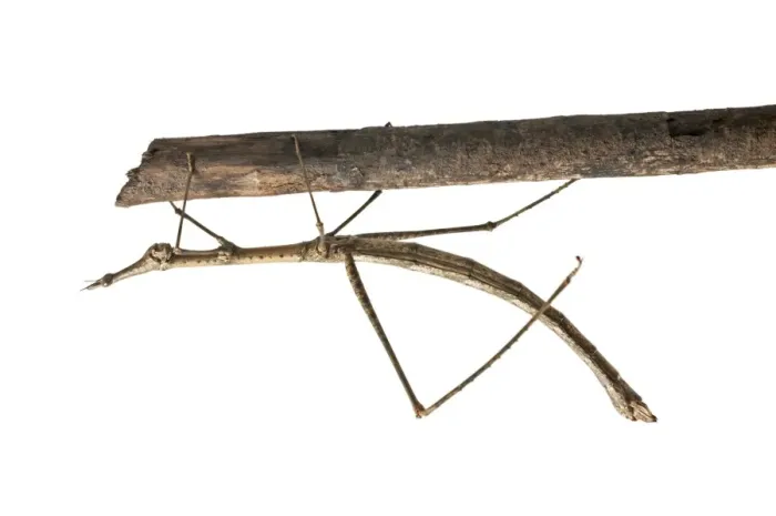 Framed Print : Horse Head Grasshopper -Pseudoproscopia latirostris-, Tambopata Nature Reserve, Madre de Dios Region, Peru Framed Print : Horse Head Grasshopper -Pseudoproscopia latirostris-, Tambopata Nature Reserve, Madre de Dios Region, Peru