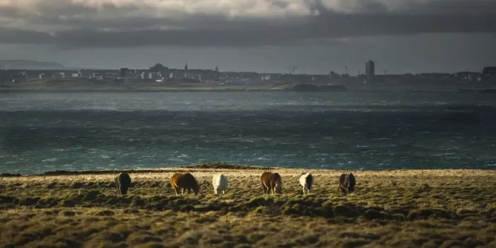 Framed Print : Horse herd with Reykjavik in background Framed Print : Horse herd with Reykjavik in background