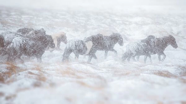 Horse herd running through snow storm