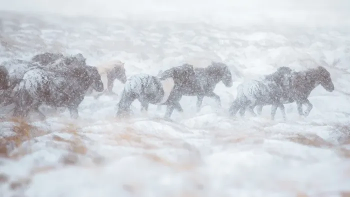 Framed Print : Horse herd running through snow storm Framed Print : Horse herd running through snow storm
