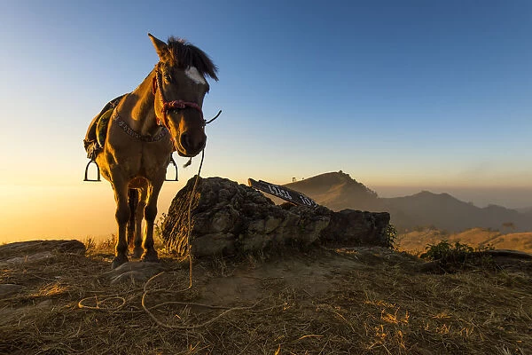 A horse on the hill