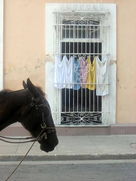 Horse and laundry, Cienfuegos, Cuba